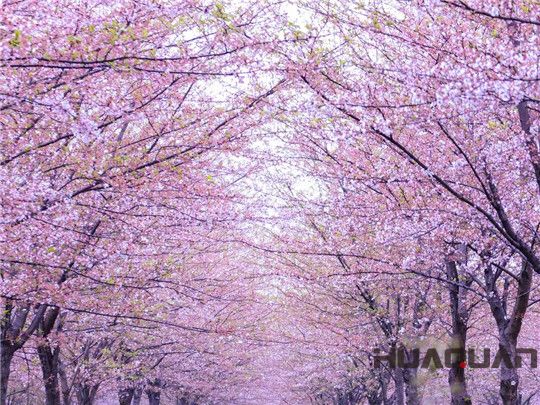 華全發(fā)電機(jī)組：這個(gè)春天不寂寞！剛看完櫻花怒放，新疆又放大招，預(yù)將百萬(wàn)畝沙漠變綠洲